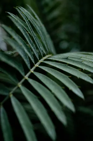 长叶子绿色植物图片第1张