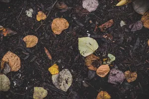 深秋落叶满地图片第1张