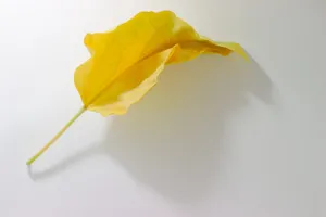 一片黄色树叶图片第1张