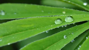 绿叶上水珠壁纸图片第1张