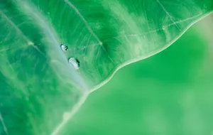 叶子上露珠高清图片