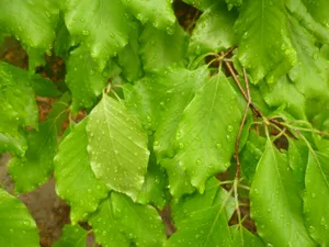 雨滴绿叶图片素材第1张