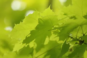 小清新绿色树叶图片