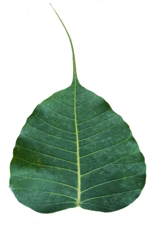 菩提叶图片第1张