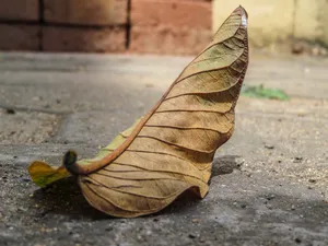 枯黄落叶图片第1张