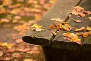 秋天凋落的树叶图片_1
