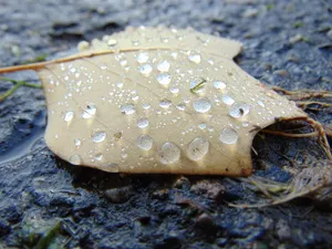 秋天雨后落叶图片_1