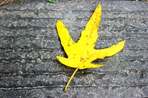 黄色落叶图片_1