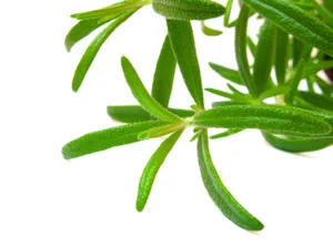 绿叶植物图片_1