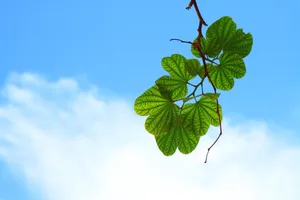 绿色清新树叶图片
