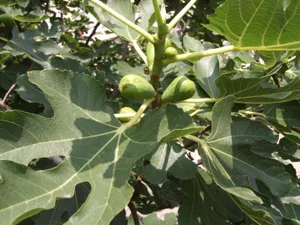 无花果树图片第1张
