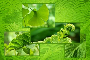 大自然植物背景图片
