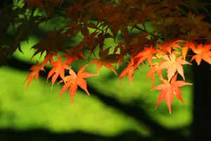 高清秋叶图片