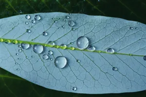 高清树叶露珠图片第1张