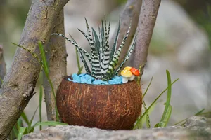 肉肉植物小盆栽图片_1