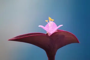 紫竹梅图片