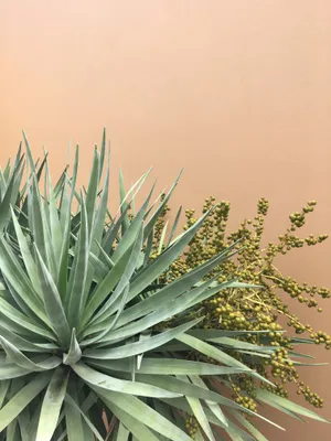 龙舌兰植物图片第1张