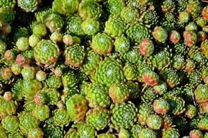 绿色多肉植物观赏图片第1张