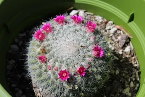 仙人掌开花盆栽图片第1张