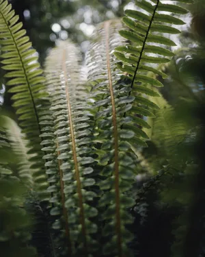 绿色叶子蕨类植物图片第1张