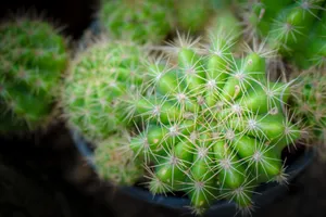 多刺仙人球摄影图片第1张
