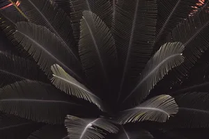 小叶铁树图片第1张