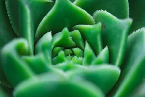 绿色多肉植物微距图片第1张