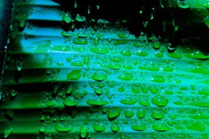 香蕉叶水珠图片第1张