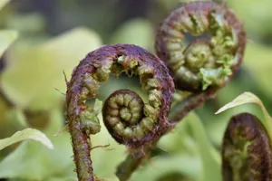野菜蕨类植物图片_1