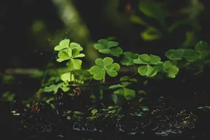 绿色三叶草壁纸图片