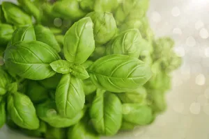 绿色植物嫩芽图片第1张
