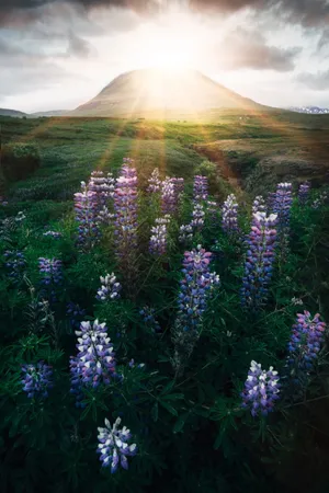 逆光花草唯美风景图片_1