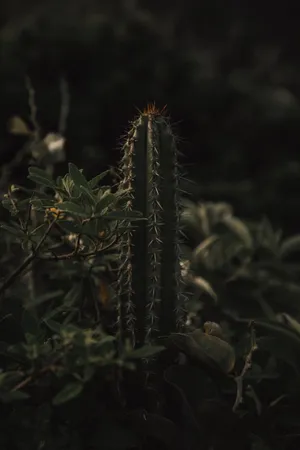 柱形仙人掌图片欣赏第1张