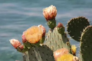 仙人掌花朵高清图片_1