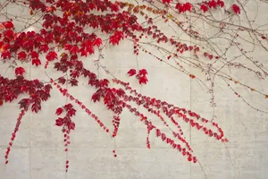 红色爬山虎图片第1张