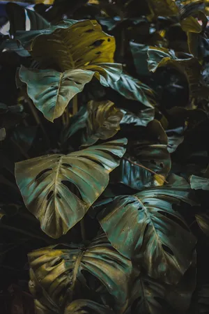 龟背竹叶子图片_1