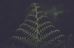 观赏蕨类植物图片_1