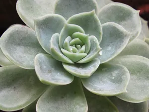 多肉植物近景图片_1