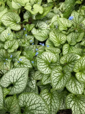 绿色草本植物图片_1