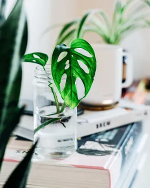 小清新水培植物摆设图片_1