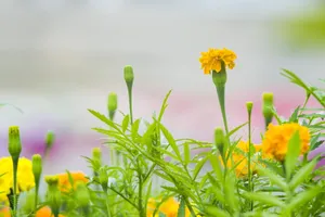 小清新花朵唯美意境图片