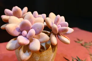 多肉植物盆栽特写图片_1