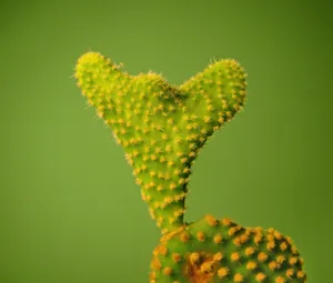 绿色植物桌面背景图片