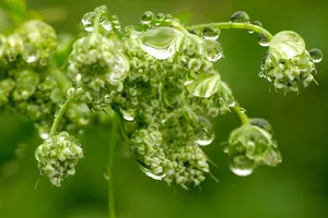 绿色小清新植物背景图片第1张