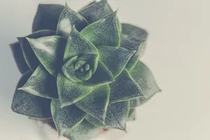 多肉植物桌面背景图片第1张