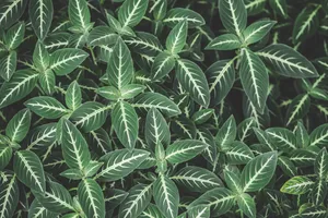 白网纹草图片_1