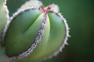 仙人球类植物图片_1
