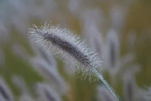 清晨狗尾巴草图片_1