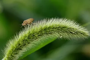 高清壁纸狗尾巴花图片_1