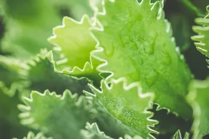 小清新绿色蕨类植物图片_1